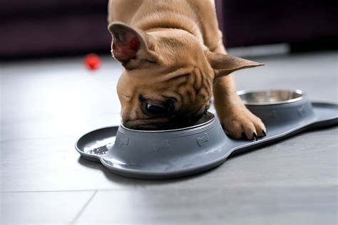 6 Easy Dog Diet Tips to Keep Your Four-Legged Friend Vibrant