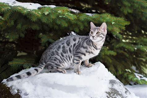 Blue Bengal Cats & Kittens for Sale 🐱 | Wild & Sweet Bengals