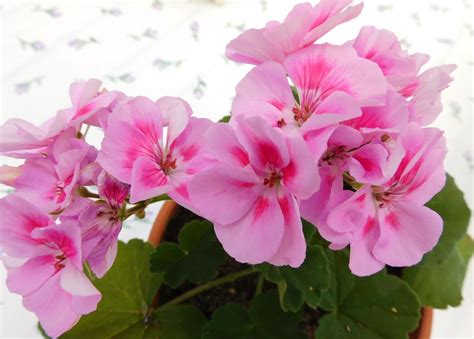 Pelargon 'Toscana Sil Vera' - Blommande inomhusväxt