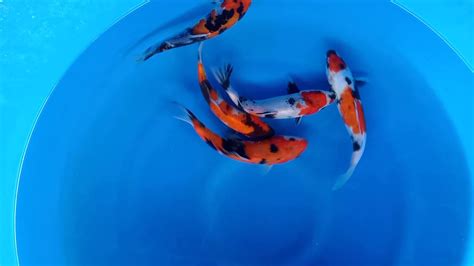 Budidaya Koi Blitar Agro Koi Farm Kediri Jual Ikan Koi Berkualitas