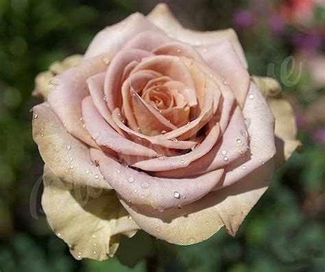Rose Amnesia (роза Амнезия) Rose, Flowers, Plants, Google, Pink, Plant ...