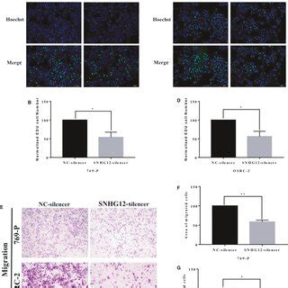 SNHG12 Promotes Proliferation Of CcRCC Cells In Vivo A In Vivo Tumour