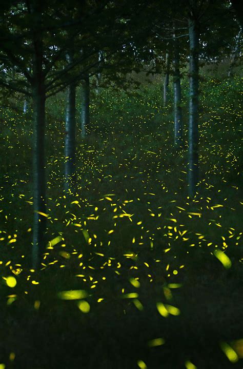 Светлячки | FotoRelax
