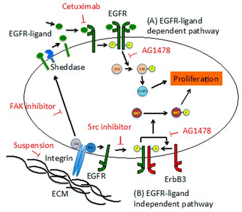 Ligand Independent Egfr Activation By Anchorage Stimulated Src Promotes