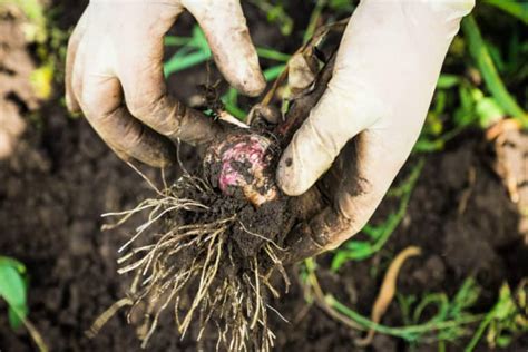 8 Tips For Growing Garlic Indoors - Backyard Boss