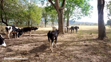 Los Desaf Os Que Trae El Mejoramiento Gen Tico Del Ganado Lechero