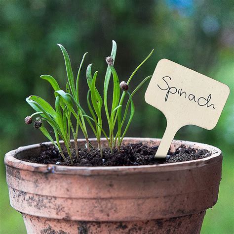 Pancarte En Bois Pour L Tiquetage Des Plantes Box De 10 Tiquettes En