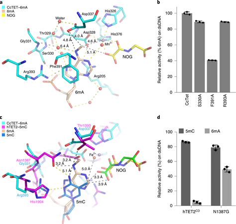 Structural Basis For Substrate Preference Of Cctet In The Active