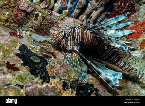 Lionfish Habitat