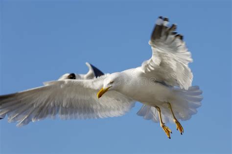 Two Seagulls In Flight Against Blue Sky Stock Image Image Of Poland