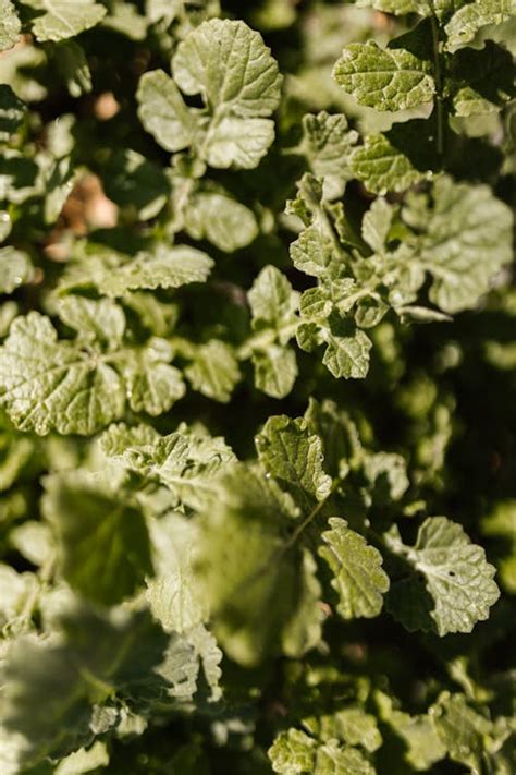 Green Leafy Plant · Free Stock Photo