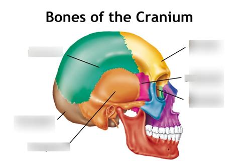 Sagittal View Cranium Diagram Quizlet