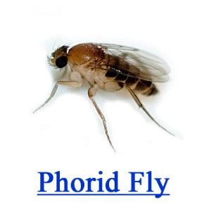 Pest Library – Flies – Phorid Flies | Paramount Exterminating