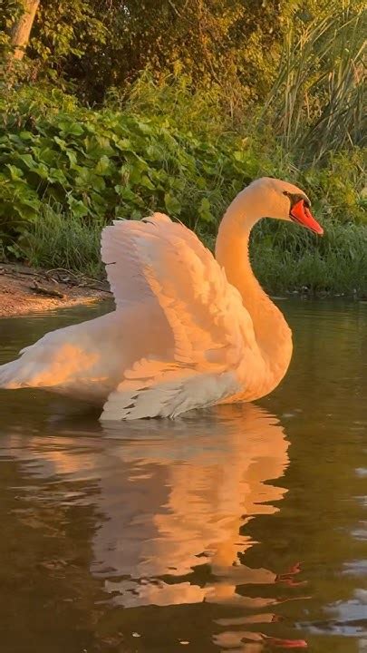 У лебедя Алеся начали расти новые пёрышки. #лебедь #nature #милоевидео ...