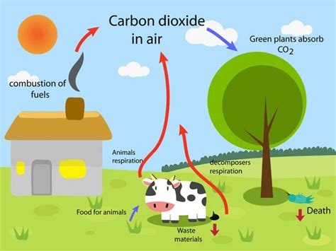 carbon dioxide cycle — Stock Vector © kawin302 #87504300