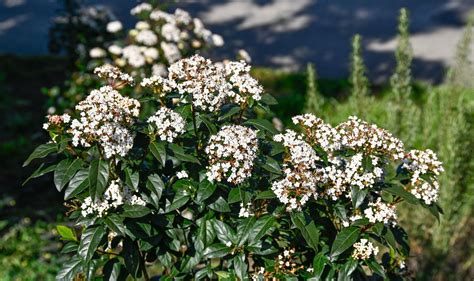 Viburnum Tinus Lorbeer Schneeball Jetzt G Nstig Online Kaufen Bei