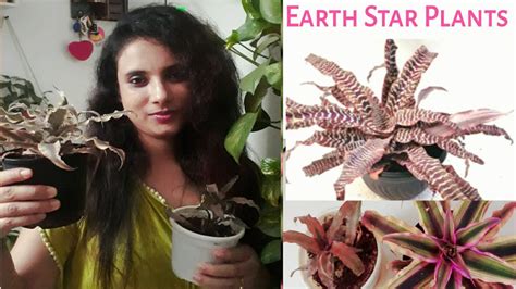 All About Earth Star Plants Cryptanthus Bromeliad Care N Tips Youtube