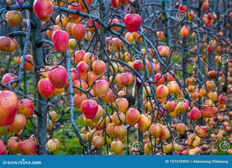 Apple Orchard In Autumn Winter Season I Stock Image Image Of Green