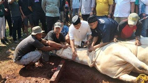 Drama Sapi Kurban Milik Anies Baswedan Berhasil Ditumbangkan Setelah