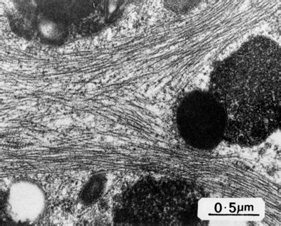 cell  histology guide