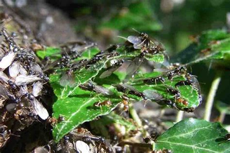 How Do Ants Reproduce Ant Mating And Reproduction Facts