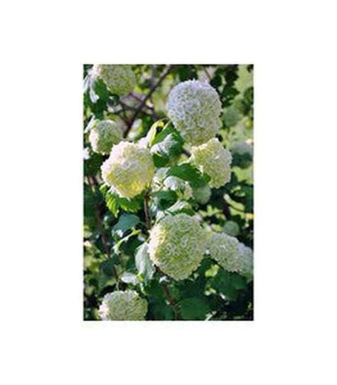 Viburnum Opulus Snowball Tree Tablelands Nurseries Online