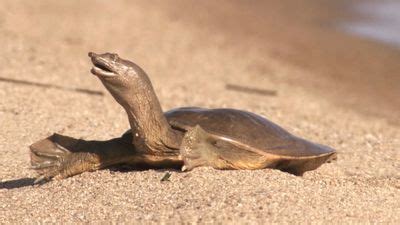 Softshell turtle | Description & Facts | Britannica