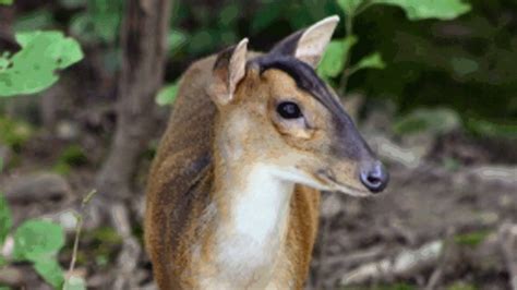 33 Muntjac Deer Pet Bc Images – Pet My Favourite