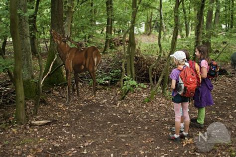 Im Hessenpark Geht Es Um Den Wald Taunus Nachrichten