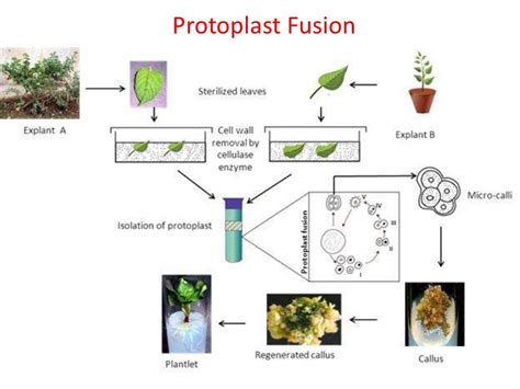 Plant tissue culture