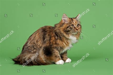 Siberian Forest Cat Editorial Stock Photo - Stock Image | Shutterstock