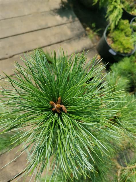 Кедровый Стланик купить в СПб