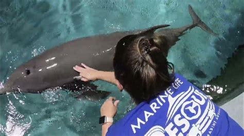 photo by CMA Clearwater Marine Aquarium, Cma, Walrus, Clear Water ...