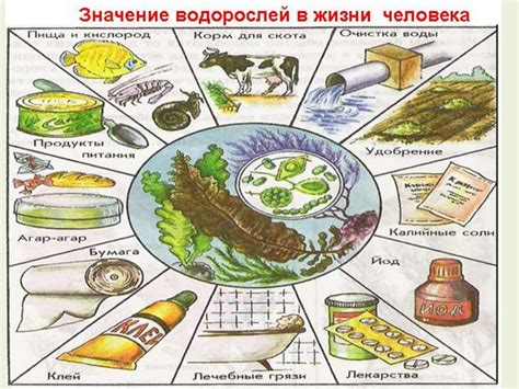 Ботаника для ЕГЭ - презентация онлайн