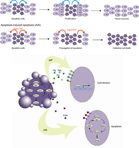 Signaling By Apoptotic Cells A Apoptosis Induced Proliferation