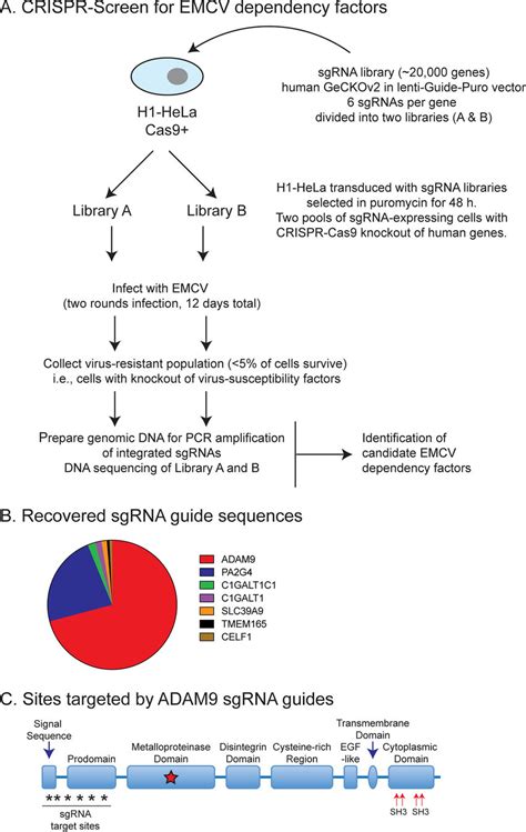 CRISPR Cas9 Knockout Screen For EDFs A HeLa Cells Expressing Cas9