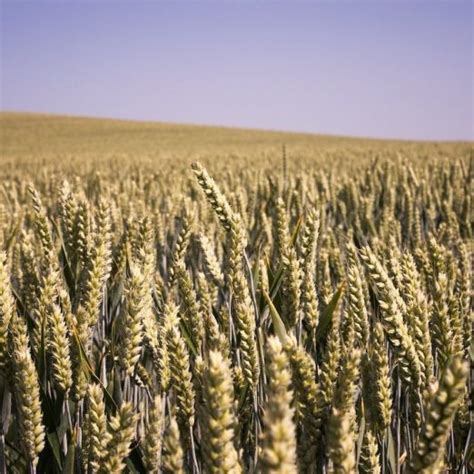 Wheat Varieties