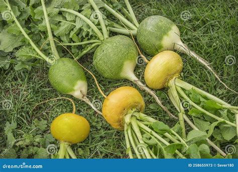 Three Turnips And Three Green Radishes Lie On Grass Stock Image Image