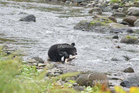 サケを捕らえたヒグマの子ども 北海道・ 知床 写真素材 6895486 フォトライブラリー Photolibrary