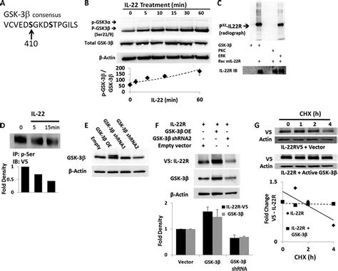 Glycogen Synthase Kinase 3β Stabilizes the Interleukin IL 22 Receptor