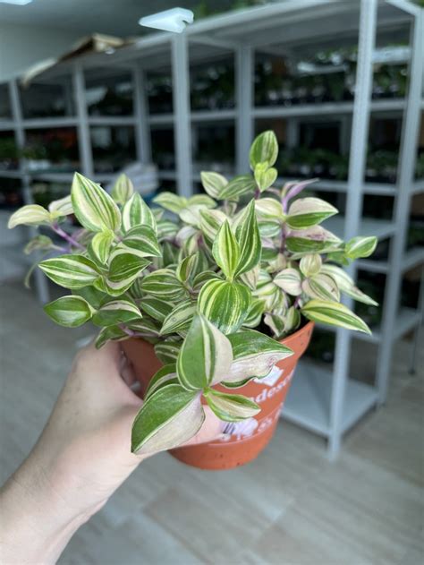 Tradescantia Fluminensis Quadricolor (Традесканция Квадриколор); Ø 12 см