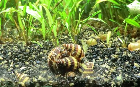 The Assassin Snail: A Detailed Guide - FishLab.com