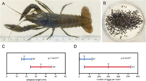 Comparison of body size and fecundity between marbled crayfish and P.... | Download Scientific ...