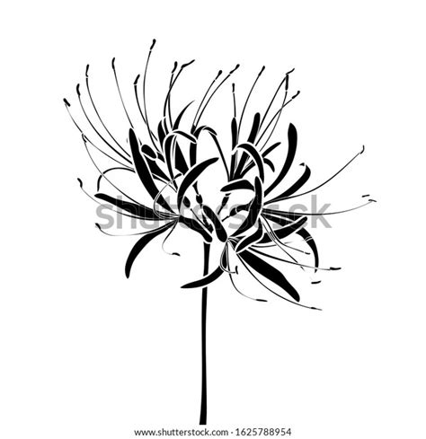 Silhouette Spider Lily Lycoris Radiata Graphic Image Vectorielle De