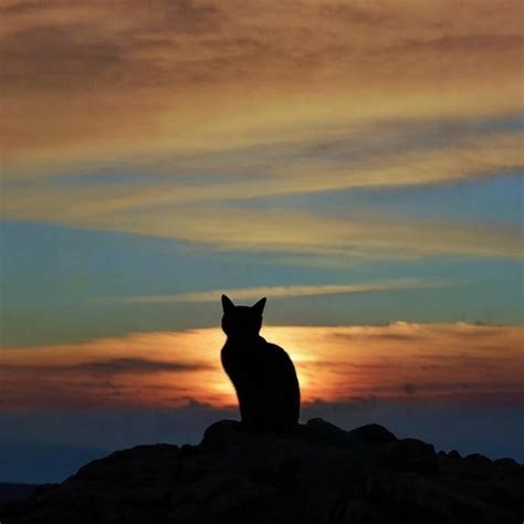 Un Gato Se Sienta En Una Roca Frente A Una Puesta De Sol Vector Premium