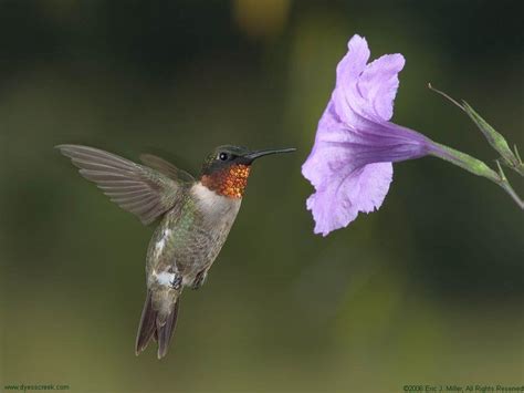 Hummingbird Wallpaper Backgrounds - Wallpaper Cave