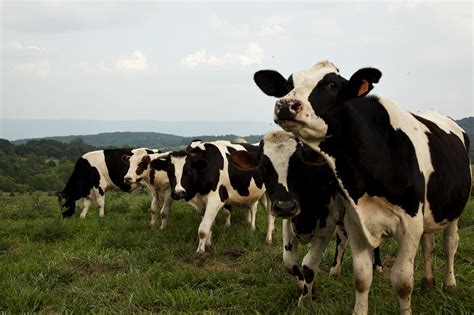 Review Of Live Cattle Futures And Commodities Trading