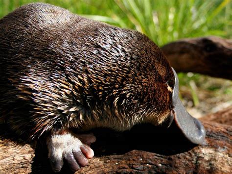 Download Animal Platypus Wallpaper