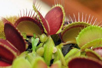 Facts About Venus Flytraps | Live Science