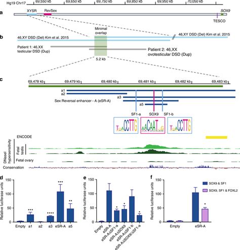 Duplication or deletion of the human SOX9 testicular enhancer eSR-A is ...